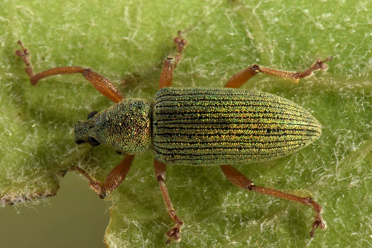 Curculionidae: Polydrusus  formosus?  No, Polydrusus frater